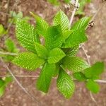 Clethra alnifolia पत्ता