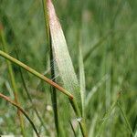 Luzula multiflora Leaf