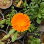 Calendula stellata Blüte