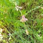 Vicia pannonica Λουλούδι