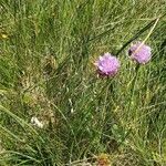 Allium schoenoprasum Habitatea