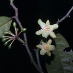 Guatteria punctata Flower