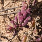 Suaeda vermiculata Blatt