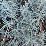 Lavandula latifolia Blad