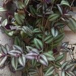 Tradescantia zebrina Лист