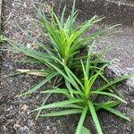 Lilium formosanum Blatt