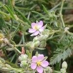 Spergularia rubra Flor