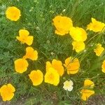 Eschscholzia californicaKvet