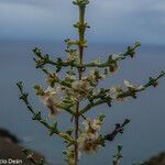 Salsola oppositifolia Λουλούδι