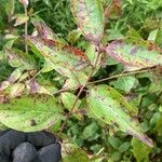 Cornus racemosa Blad