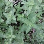 Nepeta × faassenii Frunză