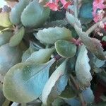 Kalanchoe blossfeldiana 葉