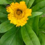 Calendula officinalisЦветок