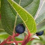 Viburnum tinus Frucht