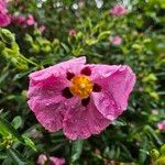 Cistus x purpureus Floare