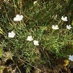 Dianthus gyspergerae Агульны выгляд