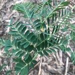 Caesalpinia pulcherrima 葉