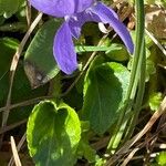 Viola hirta Blatt