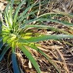 Eryngium horridum Leaf