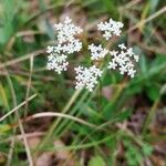 Pimpinella saxifraga花