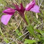 Anacamptis papilionacea Flor