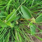 Melhania ovata Habit