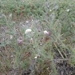 Echium asperrimum Flower