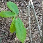 Asimina triloba Fuelha