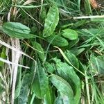 Rumex acetosa Leaf