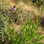 Cirsium monspessulanum Habit