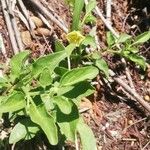Physalis viscosa Blatt