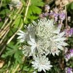 Astrantia major Квітка