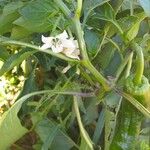 Capsicum annuum 花