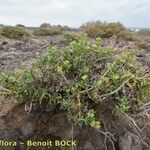 Gymnocarpos decander Hábito