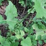 Lactuca muralisLeaf