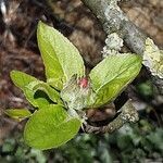 Malus domestica പുഷ്പം