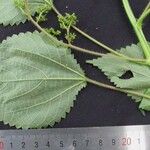Laportea aestuans Other