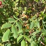 Rosa villosa Leaf