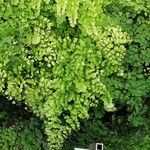 Adiantum raddianum Deilen