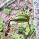 Cypripedium acaule 果實