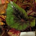 Begonia rex Leaf