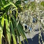 Cordyline australisKukka