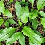 Plantago rugelii Folha