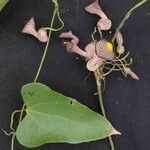 Aristolochia triangularis पत्ता