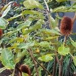 Banksia robur आदत