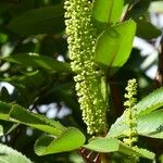Cunonia capensis Fruto