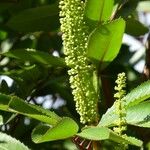 Cunonia capensis Fruit