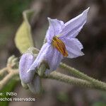 Solanum lanceolatum Kukka