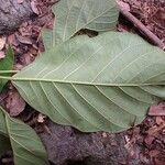 Sterculia tragacantha Leaf
