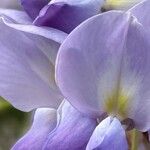 Wisteria floribunda Blüte